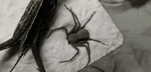 Nope Spider