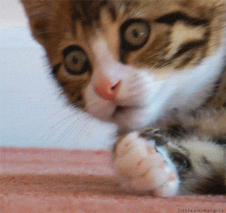 OMG Cat (Surprised Kitten Reaction)