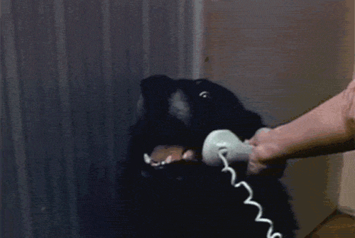 This is Dog