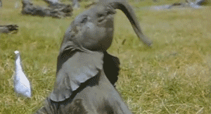 Floppy Trunk