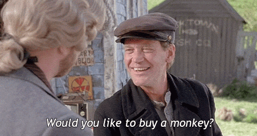 Buy A Monkey?