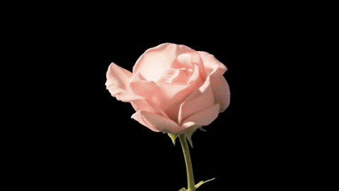 Rose Petals Opening