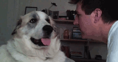 STFU Dog