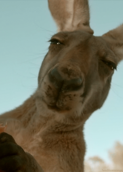 Kangaroo Chew