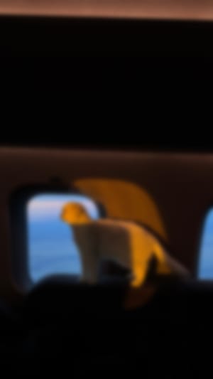Locked content preview