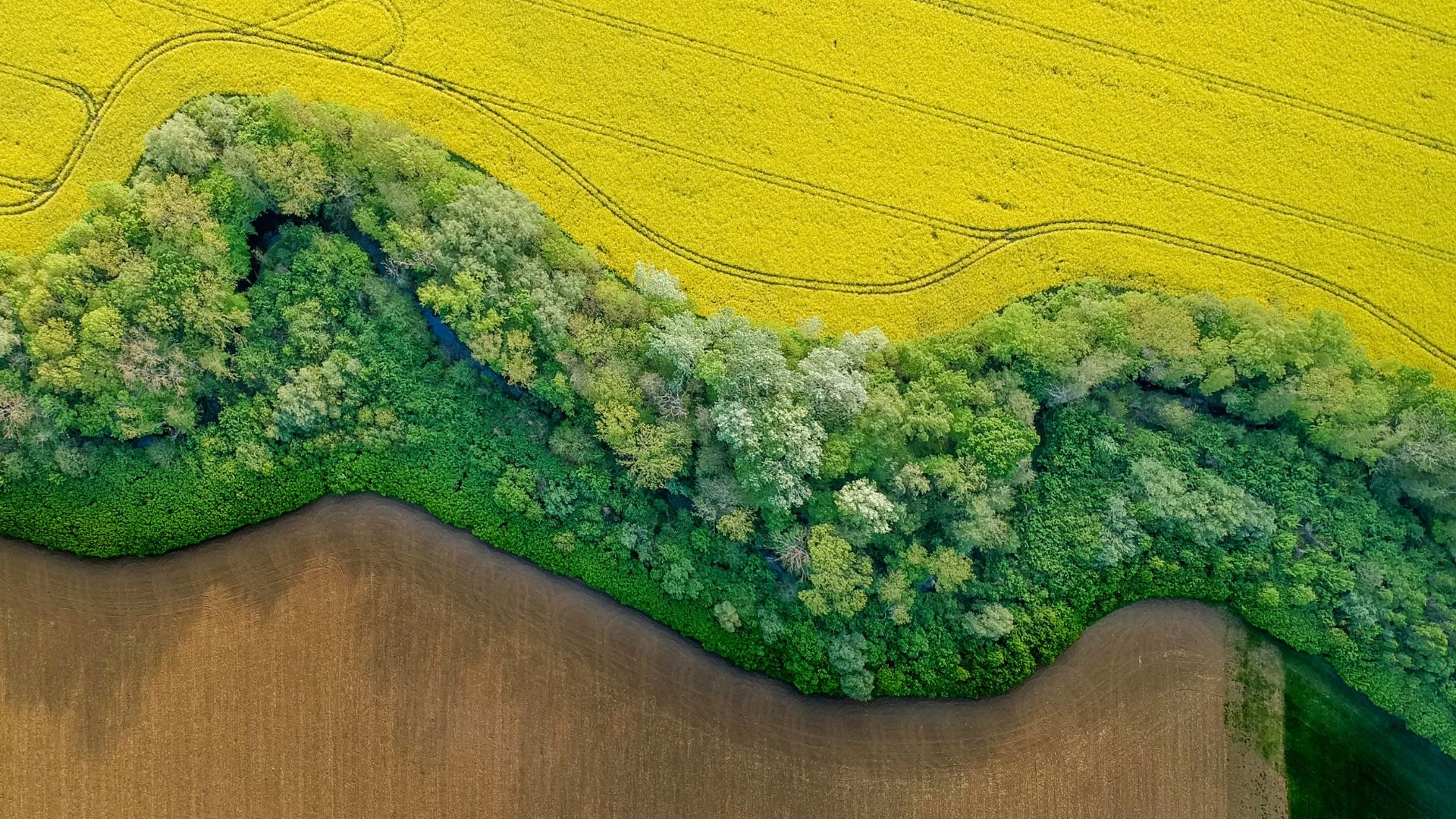 Падіння цін на ріпак