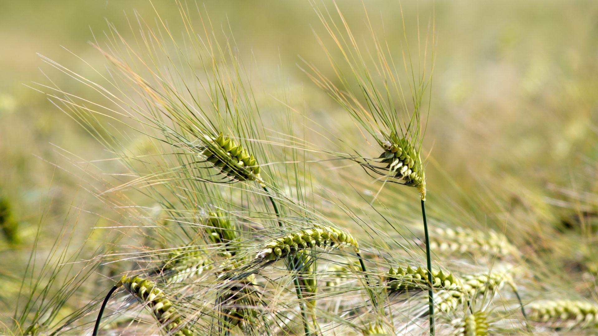 High Barley Stocks Put Pressure on Ukrainian Prices