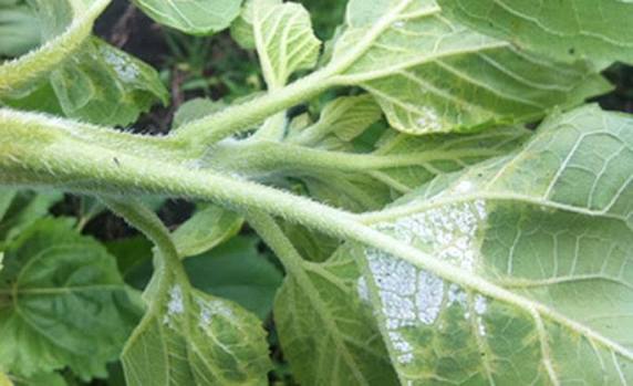 Sunflower Downy Mildew