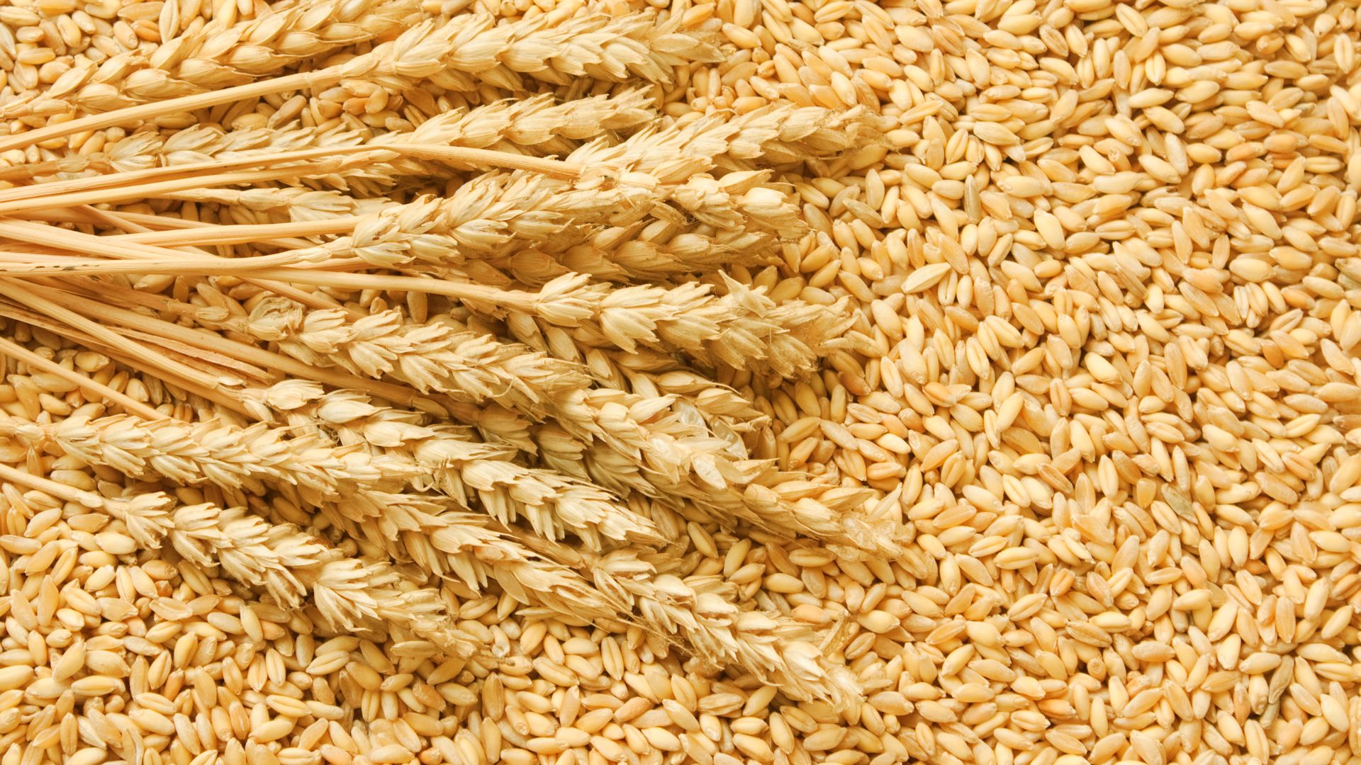 Ukrainian Wheat Prices Move in Different Directions