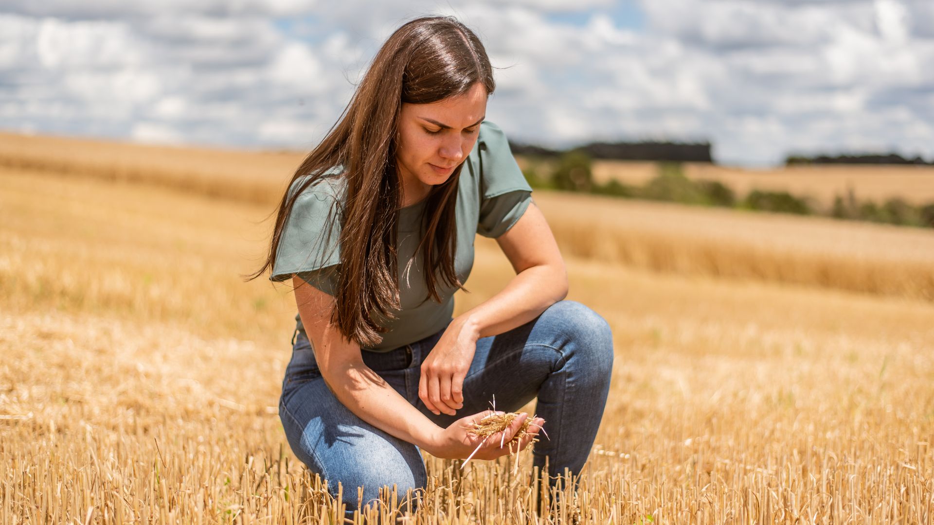 Wheat Under Pressure