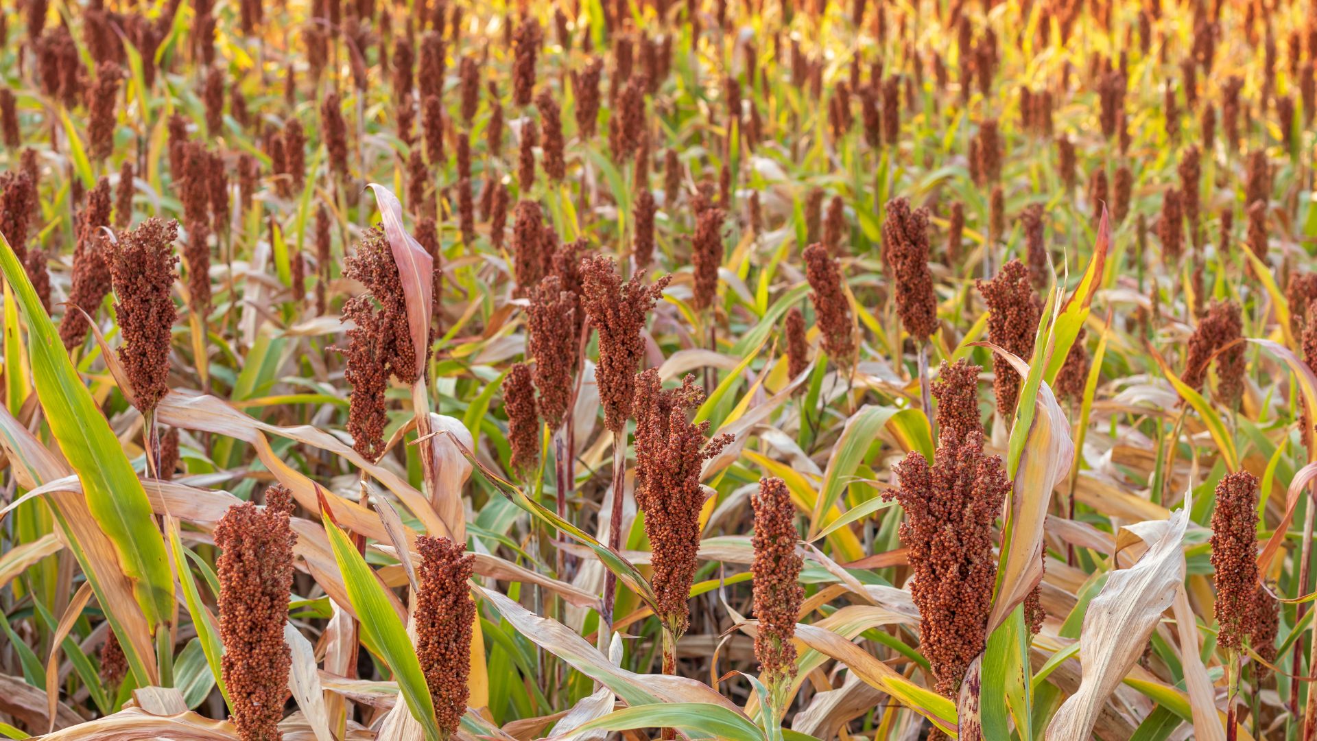 Grain and Oilseed Prices Decline in Ukraine