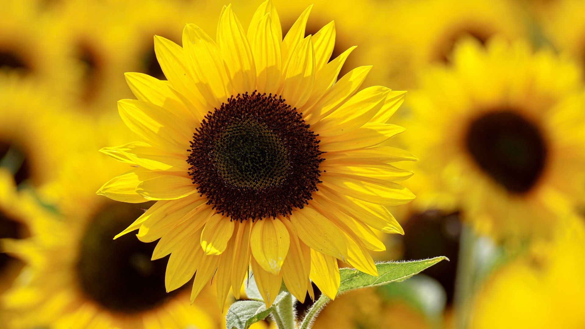 Ukraine's Sunflower Stocks Near 1 Million Tonnes
