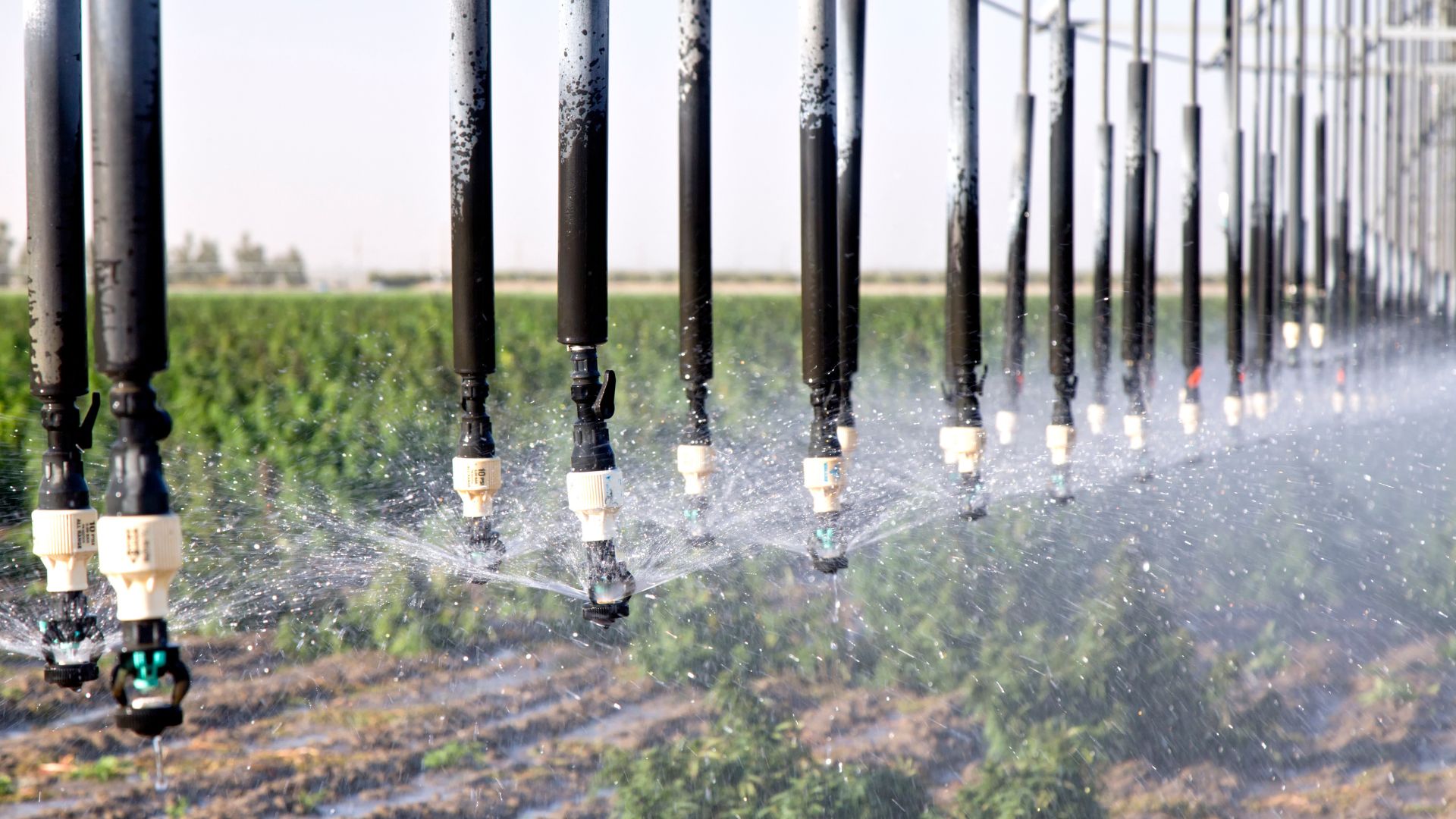 Industrial Hemp Meets Yield Target Despite a Cold Start