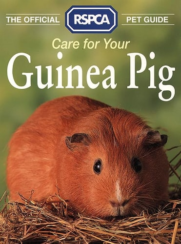 Care for Your Guinea Pig