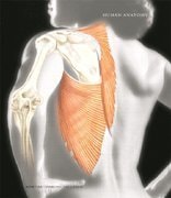 Human Anatomy
