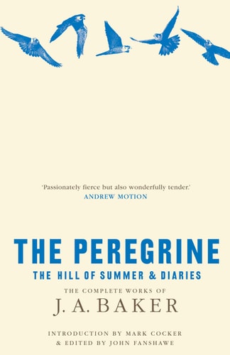 Peregrine: With the Hill of Summer