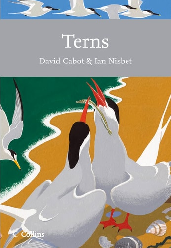 Terns