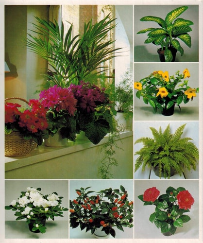 Success with House Plants: 3 Ring Binders Including Groups 1-19
