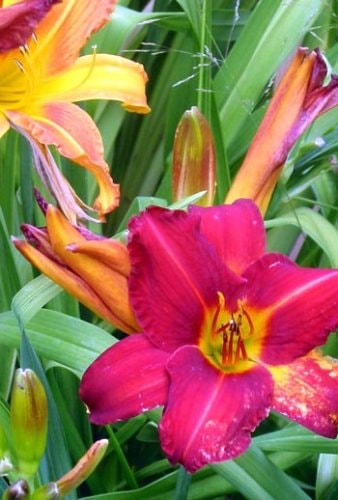 A Gardener's Guide to Perennials: Establish a Beautiful Border with This Fine Selection of Herbaceous Perennial Plants