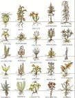 What's That Stuff? A Natural Foods Reference Guide