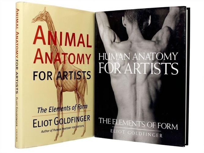 Anatomy for Artists