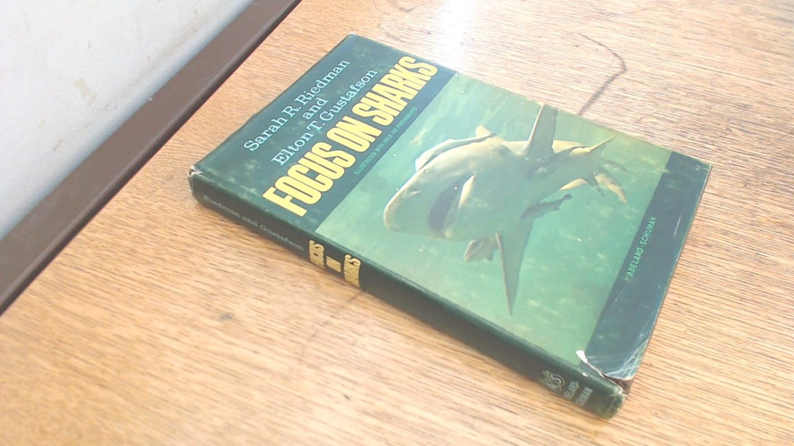 Focus on Sharks