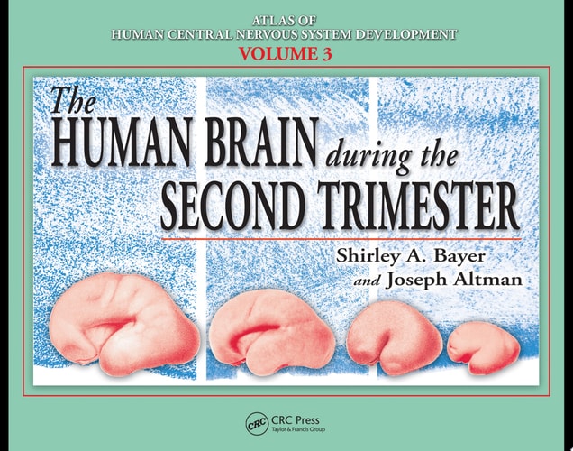 The Human Brain During The Second Trimester