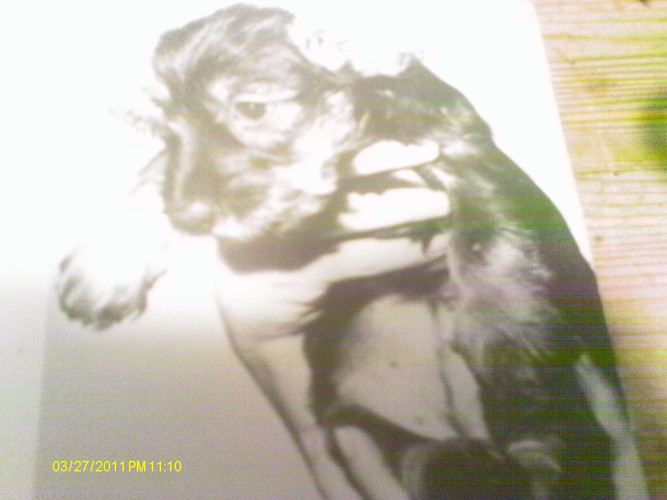 Have You Seen My Little Dog?