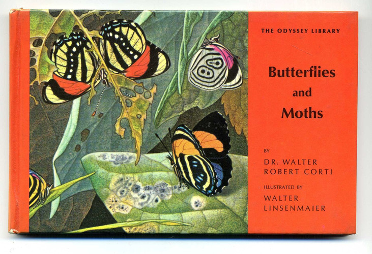 Butterflies and Moths