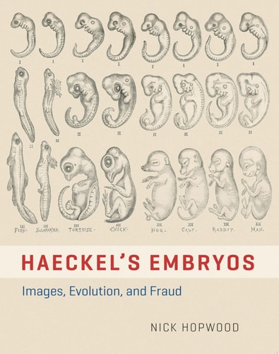 Haeckel's Embryos