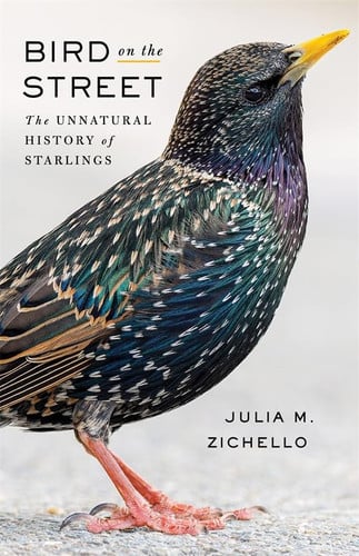 Bird on the street: the unnatural history of starlings
