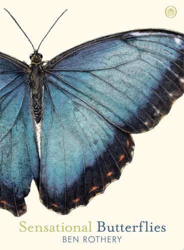 Sensational Butterflies A journey into the enchanting and vibrant world of butterflies