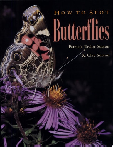 How to Spot Butterflies