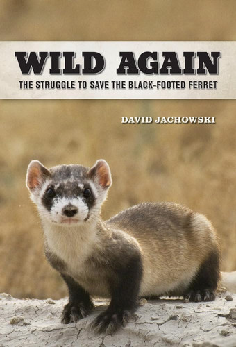 Wild Again The Struggle to Save the Black-Footed Ferret