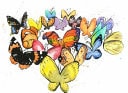 The Butterfly with a Broken Wing