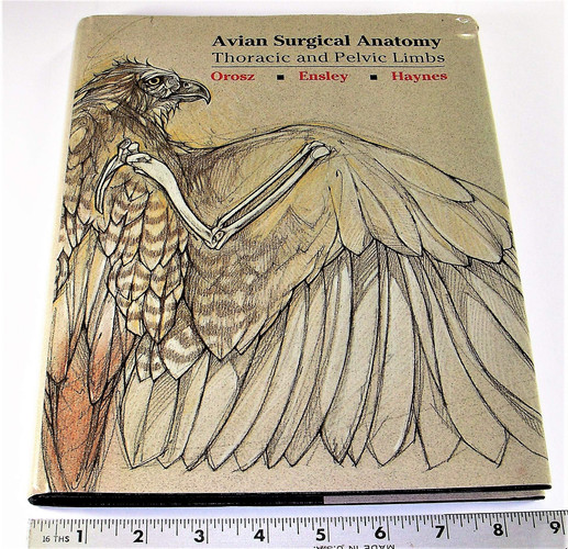 Avian Surgical Anatomy Thoracic and Pelvic Limbs