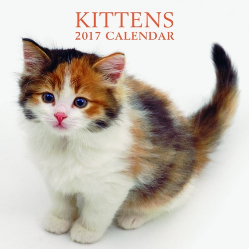2017 Calendar: Kittens