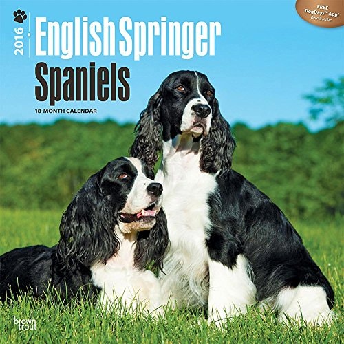 English Springer Spaniels