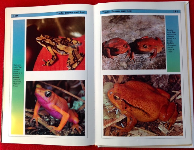 Fantastic Frogs