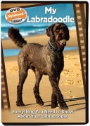 My Labradoodle