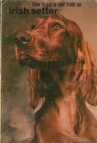 How to Raise and Train an Irish Setter
