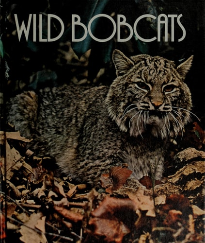 Wild Bobcats