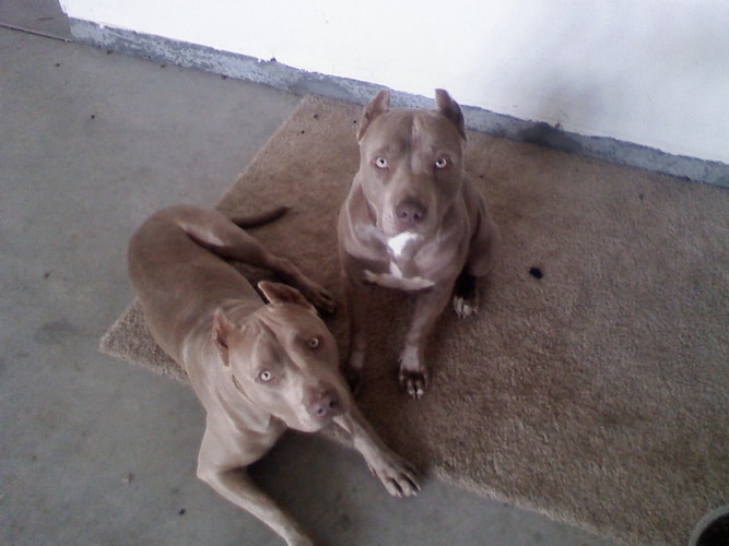 How to Train a Guard Dog