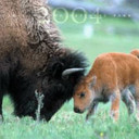 Yellowstone Association Calendar