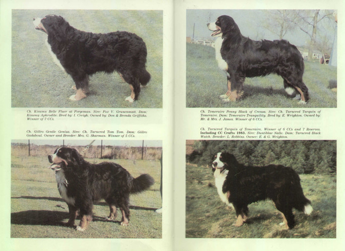 The Bernese Mountain Dog