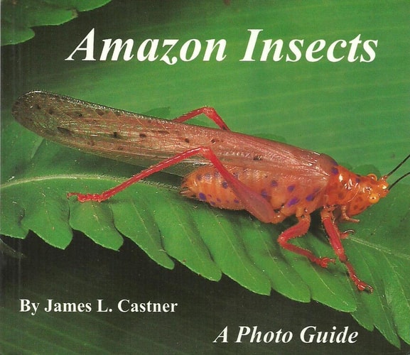 Amazon Insects A Photo Guide