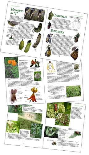 Learning from Monarchs: A Teacher's Handbook