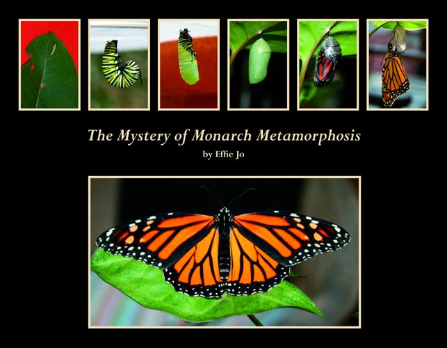The Mystery of Monarch Metamorphosis