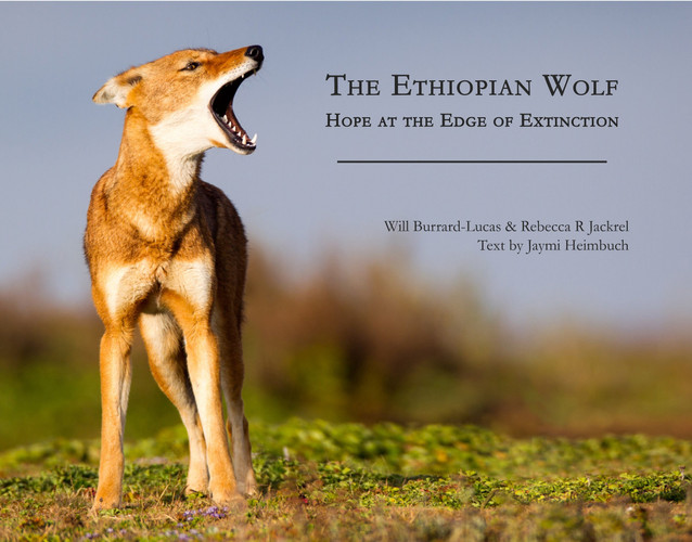 The Ethiopian Wolf Hope at the Edge of Extinction