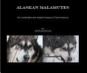 Alaskan Malamutes The Remarkable and Majestic Beauty of Hybrid Wolves